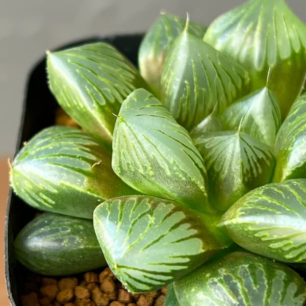 ハオルチア:大紫オブツーサ 2.5号鉢植え*