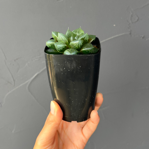 ハオルチア:大紫オブツーサ 2.5号鉢植え*
