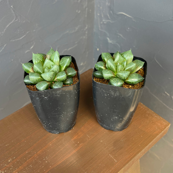 ハオルチア:大紫オブツーサ 2.5号鉢植え*