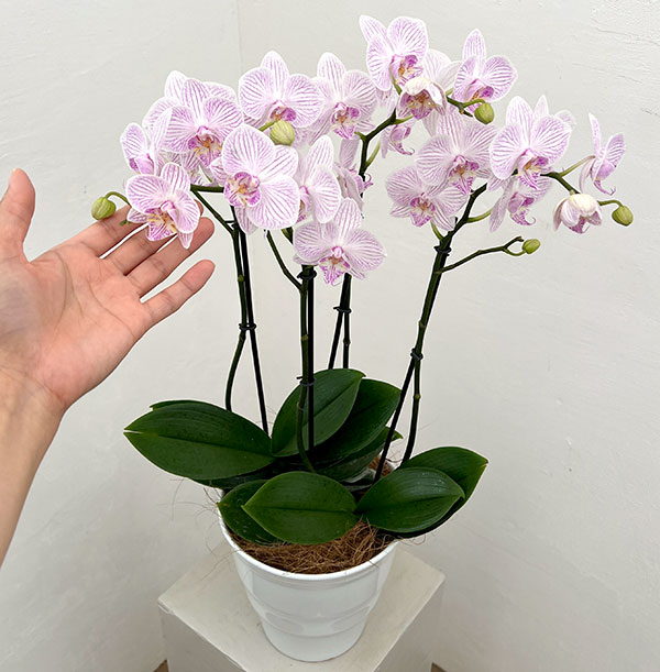 ミディコチョウラン:うらら2本立ち5.5号陶器鉢植え