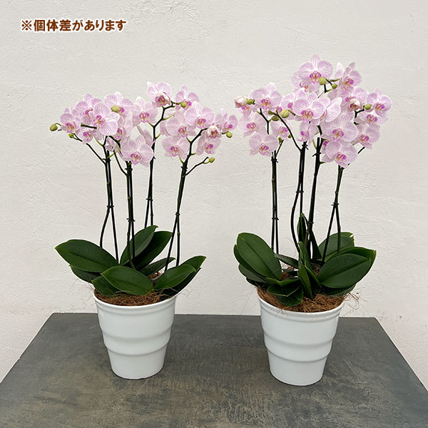 ミディコチョウラン:うらら2本立ち5.5号陶器鉢植え