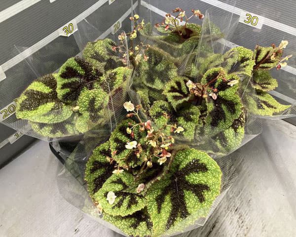 ベゴニア:マッソ二アーナ(アイアンクロス) 5号鉢植え