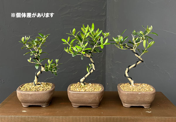オリーブ盆栽 3号平鉢植え