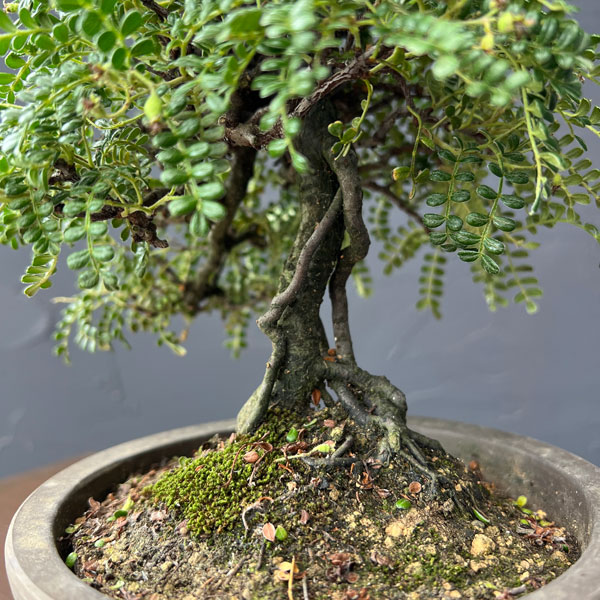 磯山椒:イソザンショウ 26-2