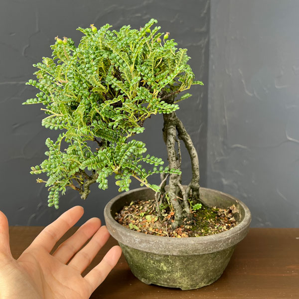 磯山椒:イソザンショウ 26-3