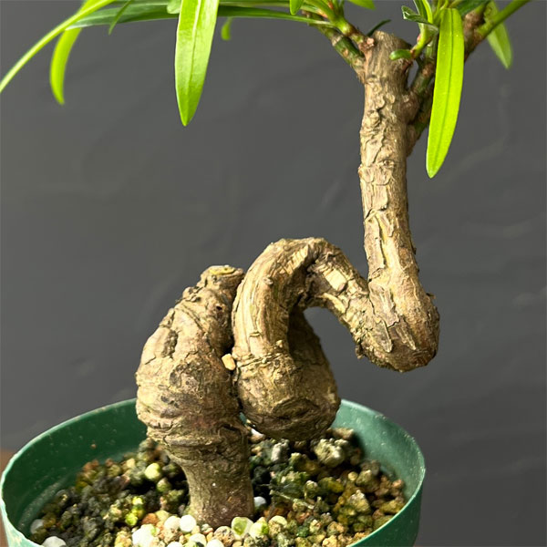 マキ：根がり盆栽風仕立て3号鉢植え