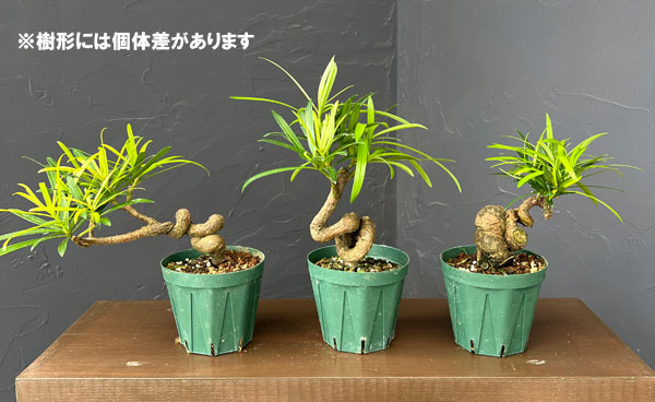 マキ：根がり盆栽風仕立て3号鉢植え