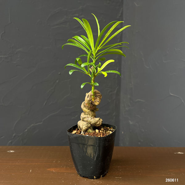 マキ：根がり盆栽風仕立て2.5号鉢植え