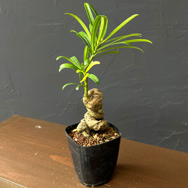 マキ：根がり盆栽風仕立て2.5号鉢植え