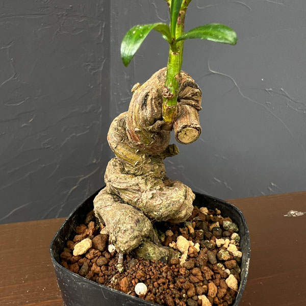 マキ：根がり盆栽風仕立て2.5号鉢植え
