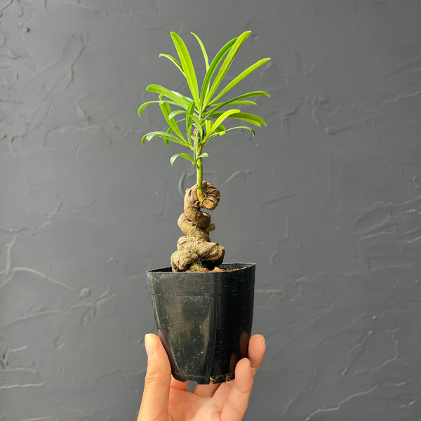 マキ：根がり盆栽風仕立て2.5号鉢植え