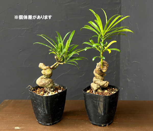 マキ：根がり盆栽風仕立て2.5号鉢植え