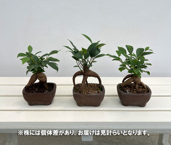 ガジュマル:盆栽職人が仕立てたガジュマル 3号平鉢