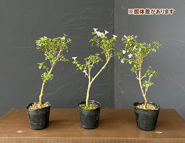 カジュアル盆栽:コウチョウギ(香丁花) 2号ポット