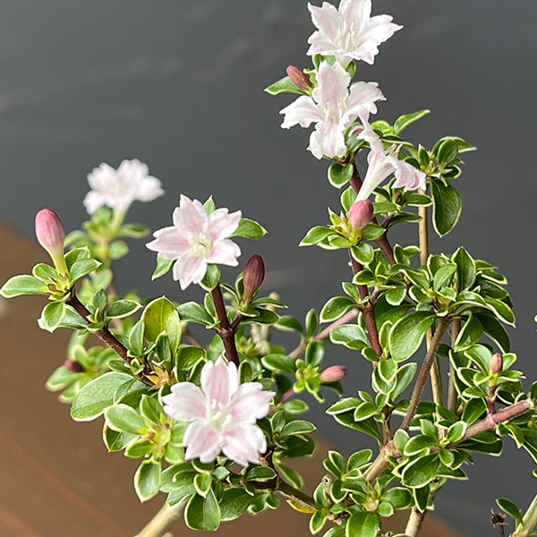カジュアル盆栽:コウチョウギ(香丁花) 2号ポット