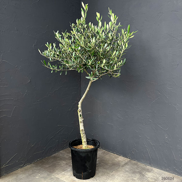 オリーブ:創樹さんのオリーブ ルッカ 8号鉢植え