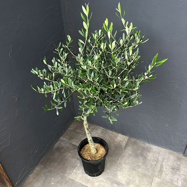 オリーブ:創樹さんのオリーブ ルッカ 8号鉢植え