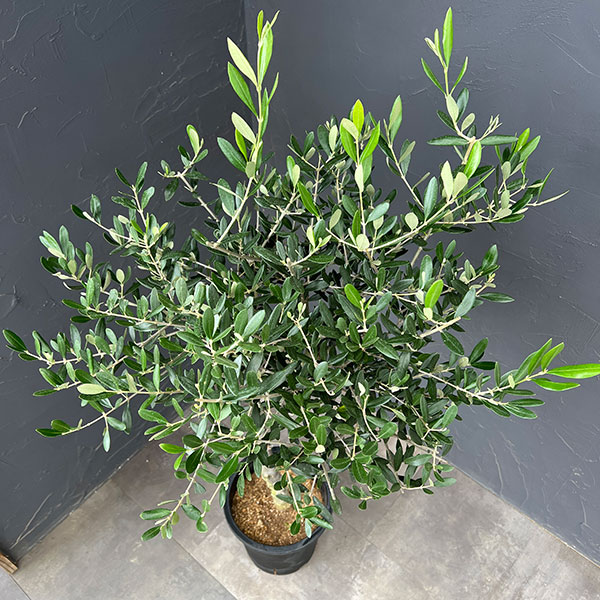 オリーブ:創樹さんのオリーブ ルッカ 8号鉢植え