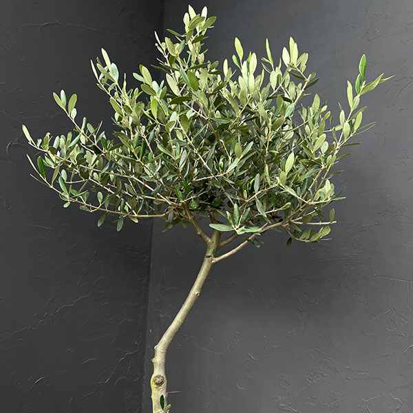 オリーブ:創樹さんのオリーブ ルッカ 8号鉢植え