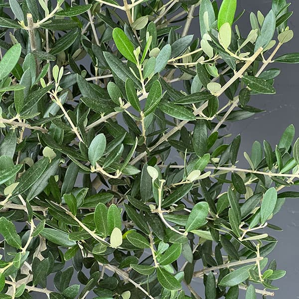 オリーブ:創樹さんのオリーブ ルッカ 8号鉢植え