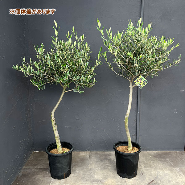オリーブ:創樹さんのオリーブ ルッカ 8号鉢植え