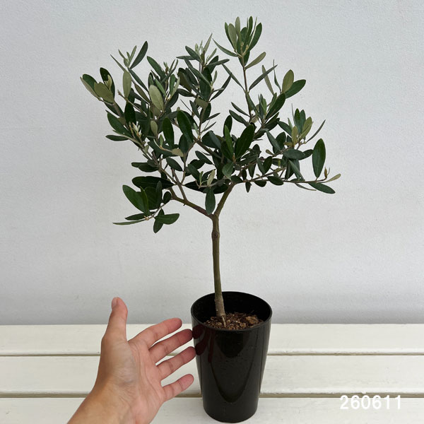 オリーブ:創樹さんのオリーブ ミッション 3号鉢植え