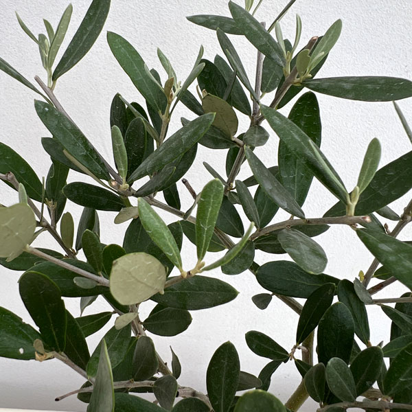 オリーブ:創樹さんのオリーブ ミッション 3号鉢植え