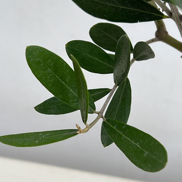 オリーブ:創樹さんのオリーブ ミッション 3号鉢植え