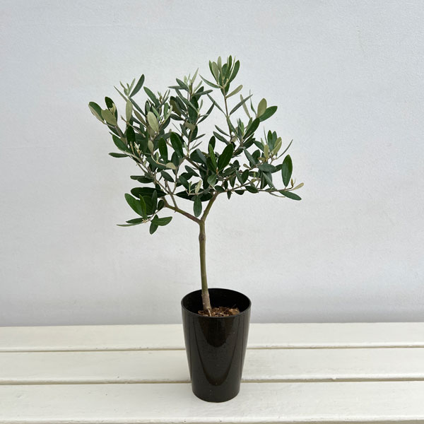 オリーブ:創樹さんのオリーブ ミッション 3号鉢植え