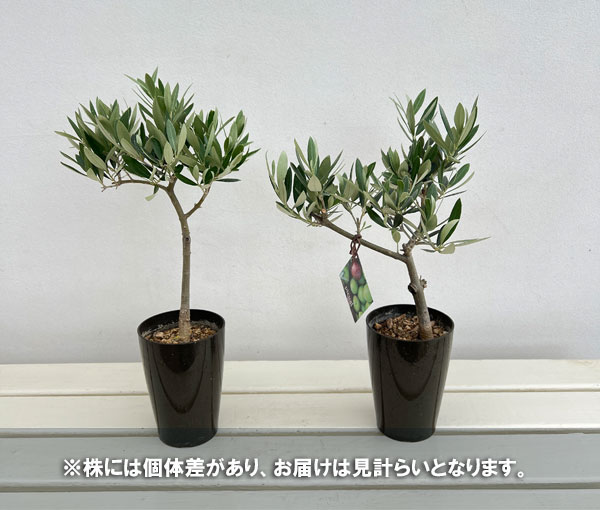 オリーブ:創樹のオリーブピクアル 3号ポット