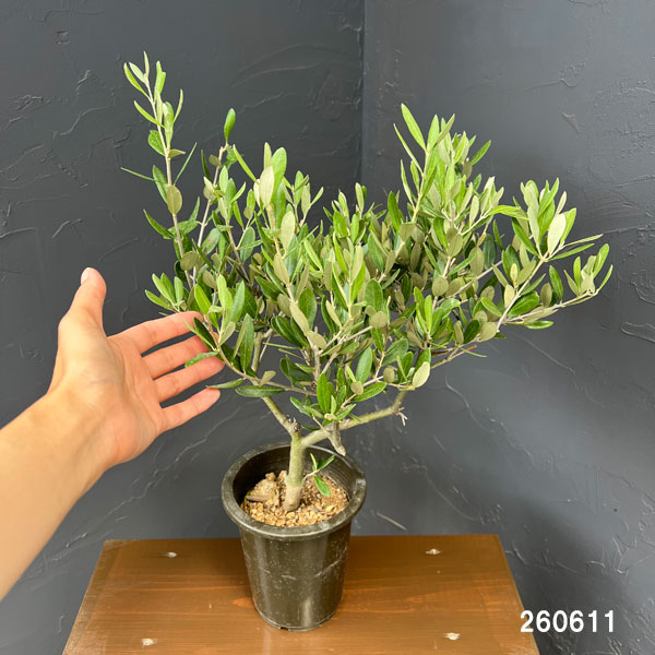 オリーブ:創樹さんのオリーブ ミッション 5号鉢植え