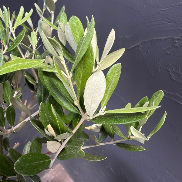 オリーブ:創樹さんのオリーブ ミッション 5号鉢植え