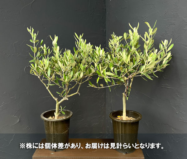 オリーブ:創樹さんのオリーブ ミッション 5号鉢植え