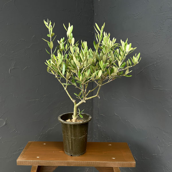 オリーブ:創樹さんのオリーブ ミッション 5号鉢植え