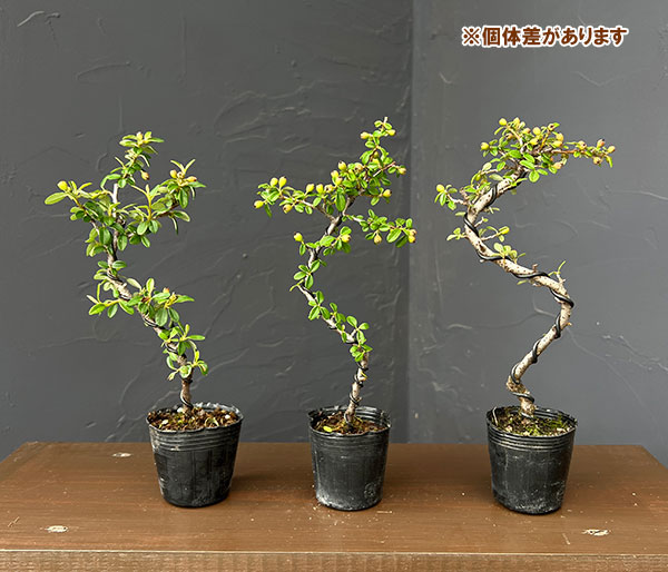 カジュアル盆栽:カマツカコケモモ(鎌柄苔桃) 2号ポット