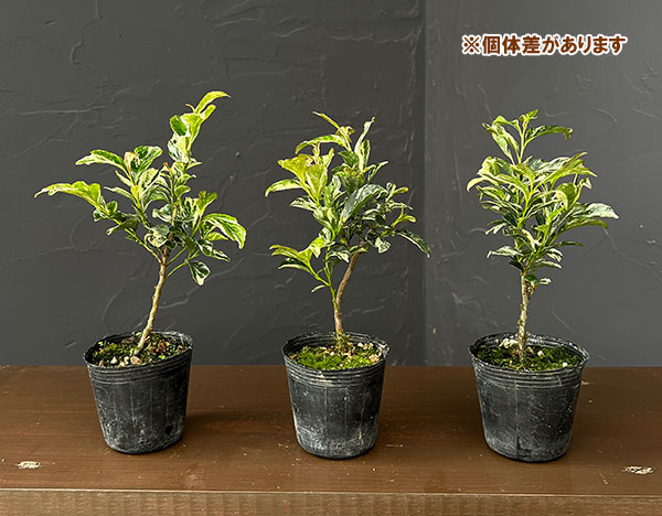 カジュアル盆栽:斑入りサカキ 2号ポット
