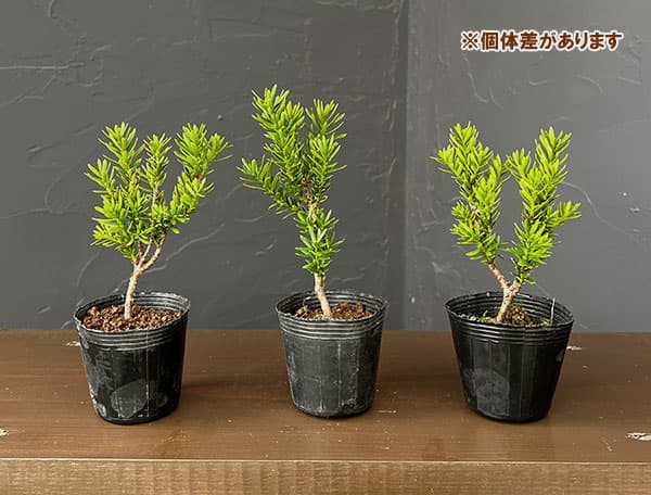 カジュアル盆栽:イチイ 2号ポット