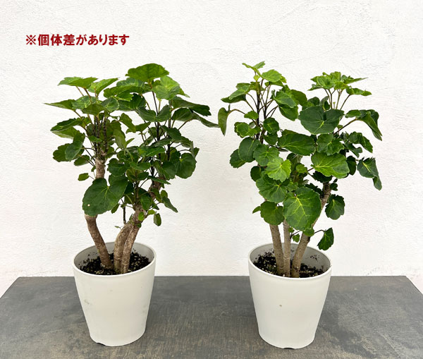 ポリシャス：マルギナータ　緑斑入り　5号鉢植え