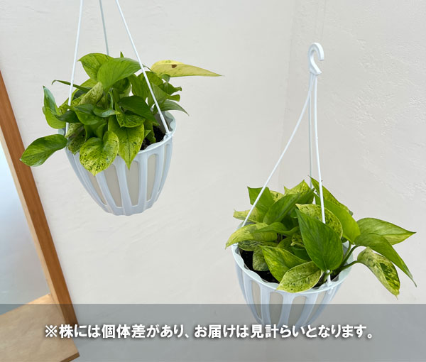 ポトス:シロヒミコ 5号吊り鉢