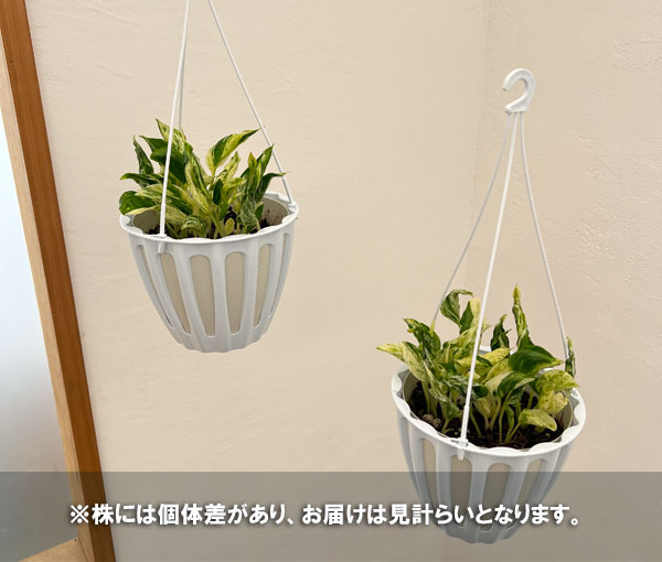 ポトス:テルノプリンセス 5号吊り鉢