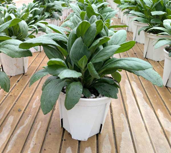 ルドベキア：サンベキア　グラフィティピーチ6号鉢植え