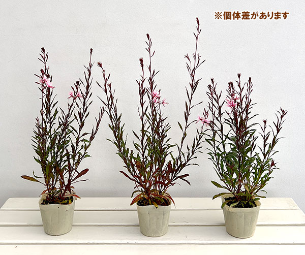 ガウラ(白蝶草):あかね 3.5号ポット