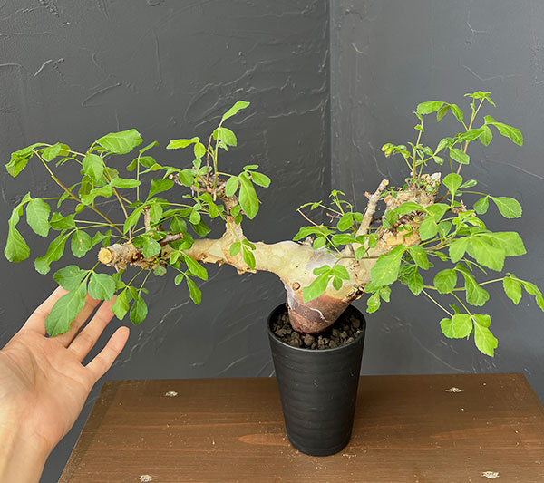 コミフォラ：カタフ　ターカネンシス3.5号鉢植え26-01