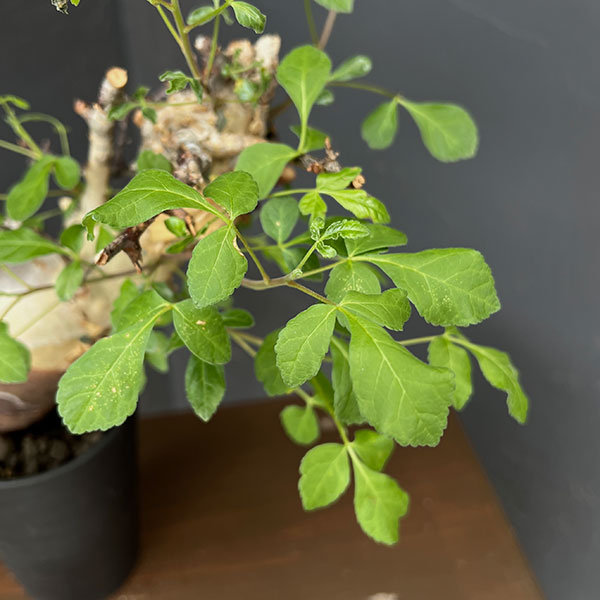 コミフォラ：カタフ　ターカネンシス3.5号鉢植え26-01