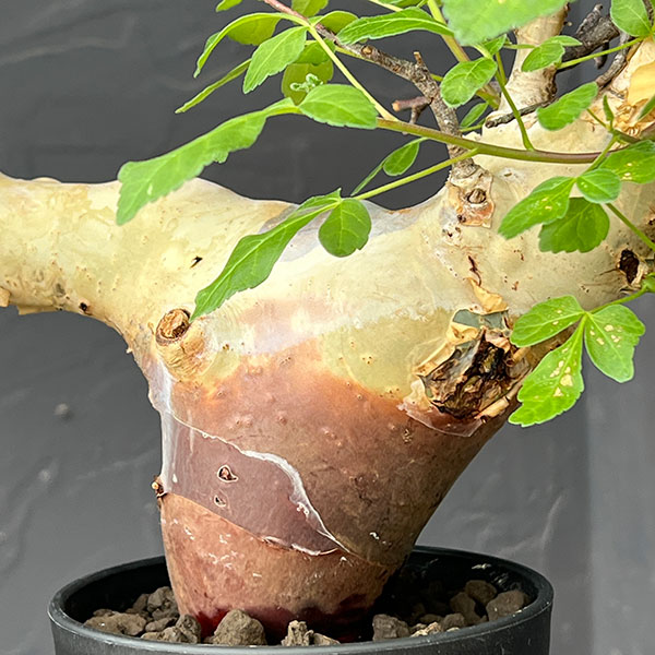 コミフォラ：カタフ　ターカネンシス3.5号鉢植え26-01