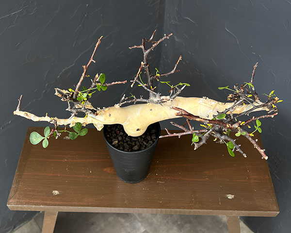 コミフォラ:カタフ ピュアカタフ(発根済み)3.5号鉢植え26-01