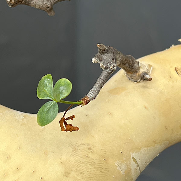 コミフォラ:カタフ ピュアカタフ(発根済み)3.5号鉢植え26-01