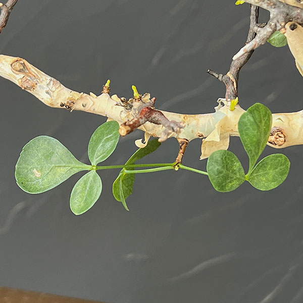 コミフォラ:カタフ ピュアカタフ(発根済み)3.5号鉢植え26-01