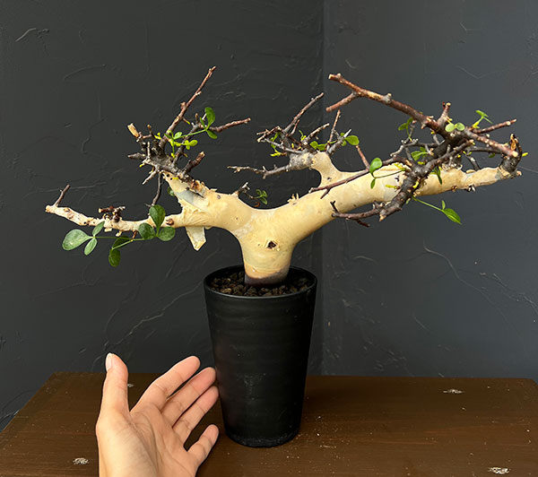 コミフォラ:カタフ ピュアカタフ(発根済み)3.5号鉢植え26-01