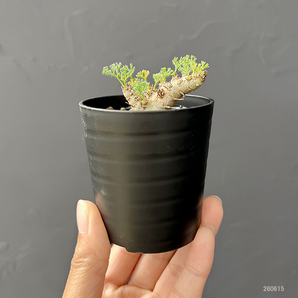 モンソニア:ペニクリナム×ムルチフィダ 2.5号鉢植え